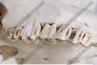 animal skull teeth 0025